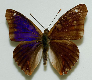 Apatura ilia male (lesser purple emperor aberration1) Internet Image property of respective owner, non-commercial use only